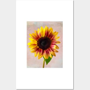 Wonderful Autumn Textured Sunflower Posters and Art